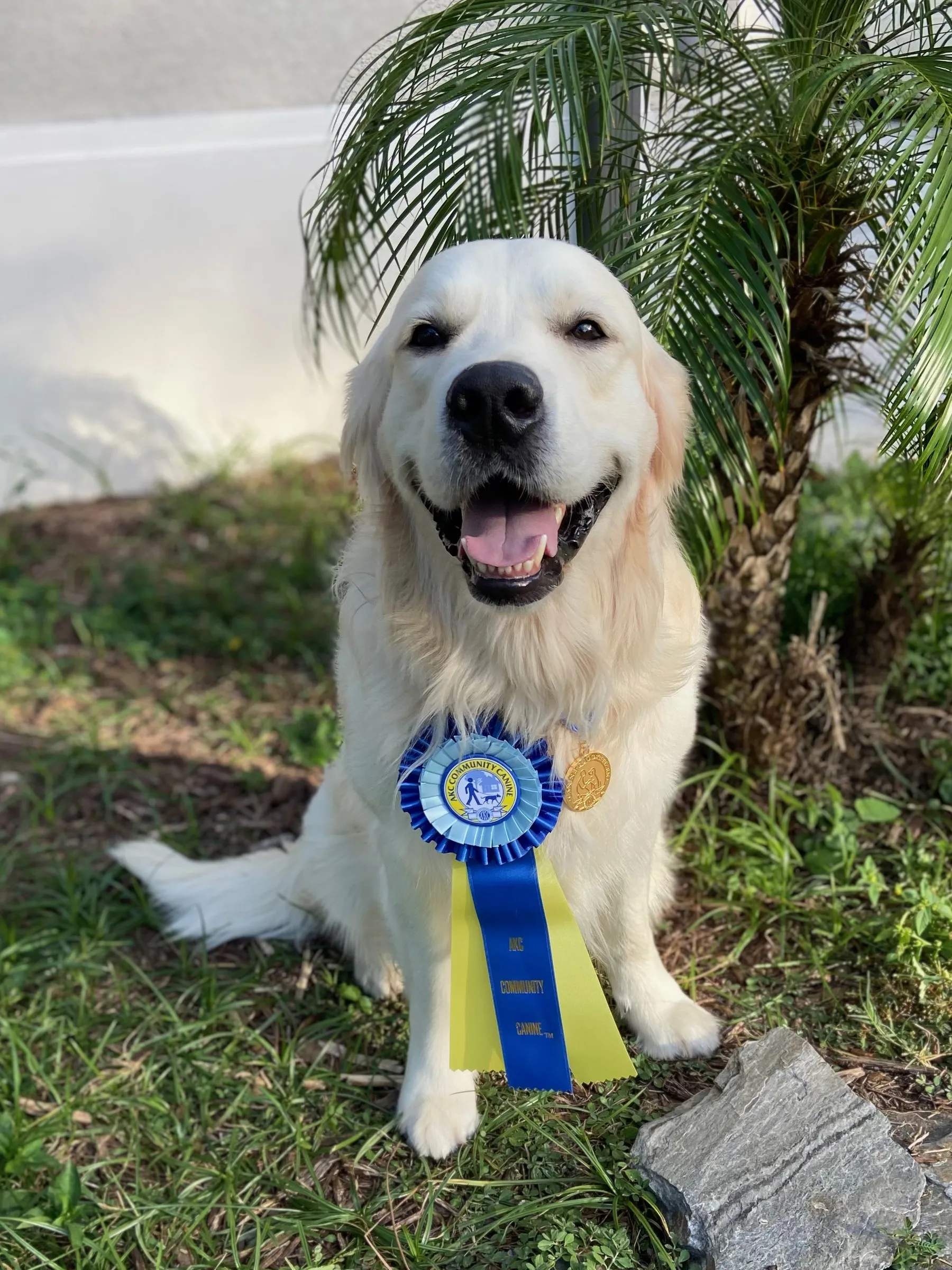 Brady, a light golden retriever, sitting proudly with a blue rosette