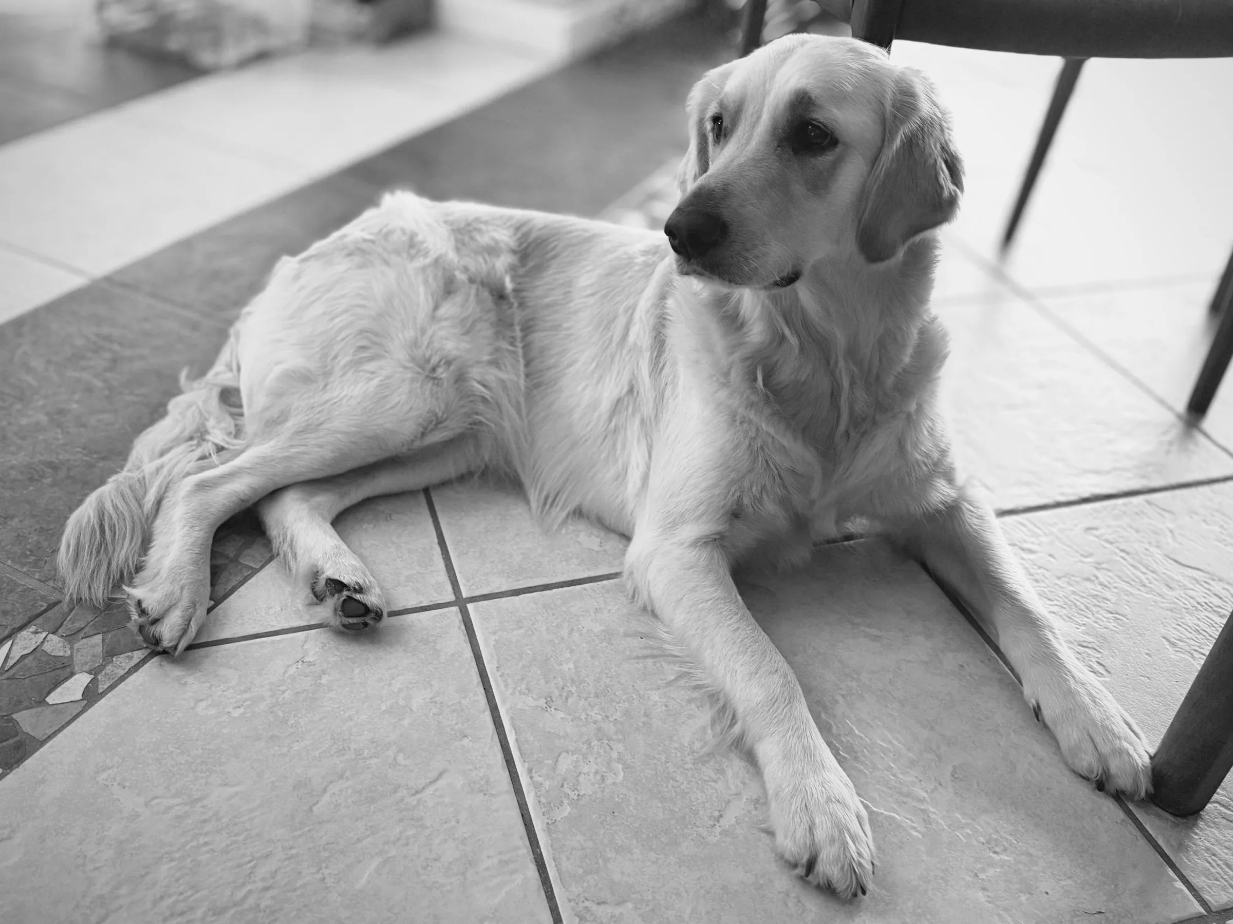 Luna resting on the tile floor, black and white