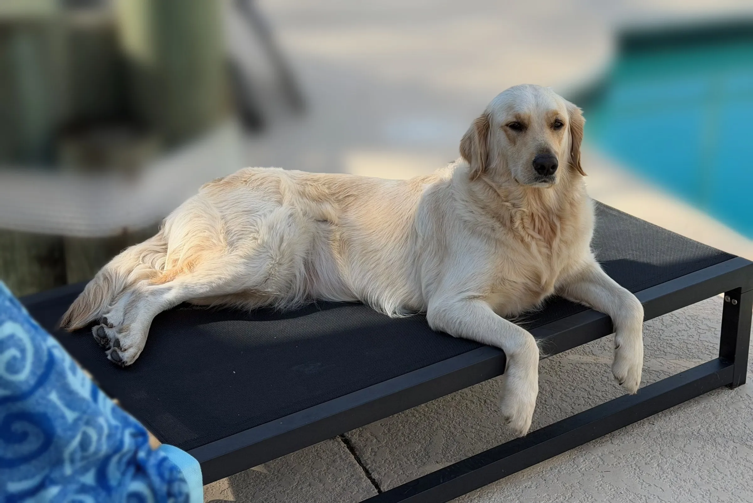 Luna, a light golden retriever, resting poolside