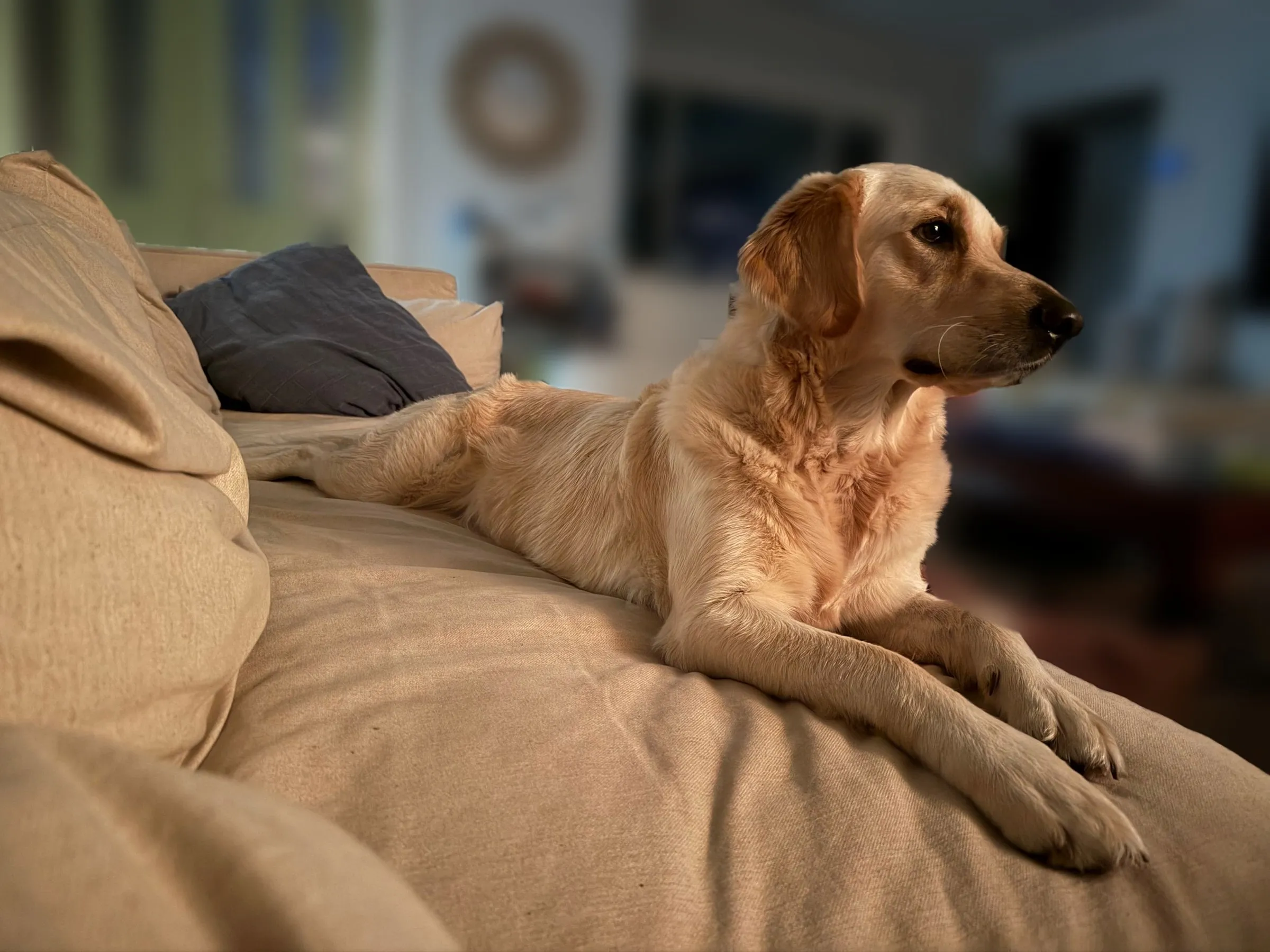 Luna lounging on the sofa
