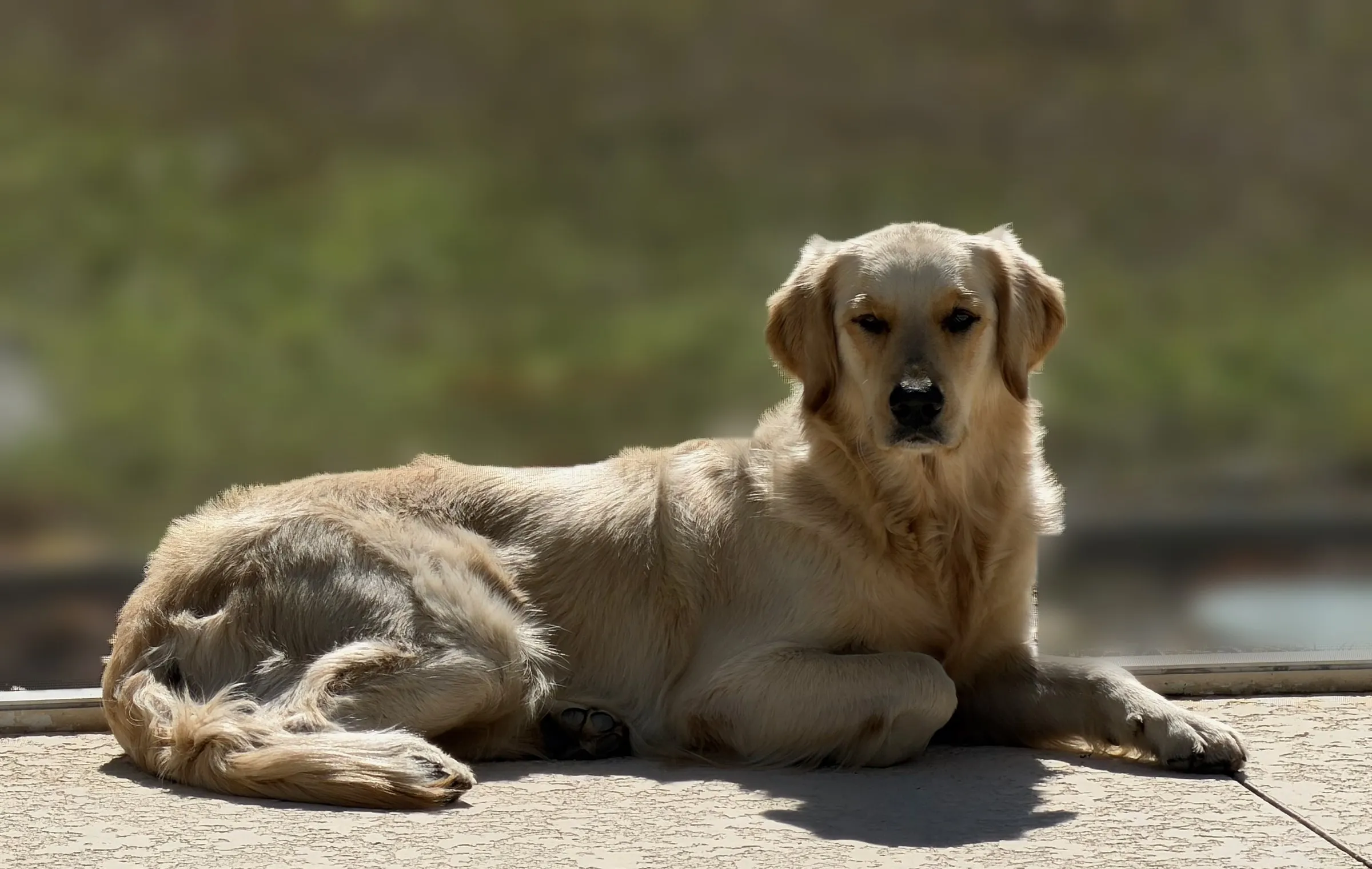 Luna sunning herself on the patio