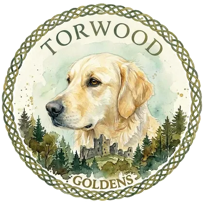 The Torwood Goldens crest: a golden retriever above the forest and ruins of Torwood, ringed in Celtic knotwork